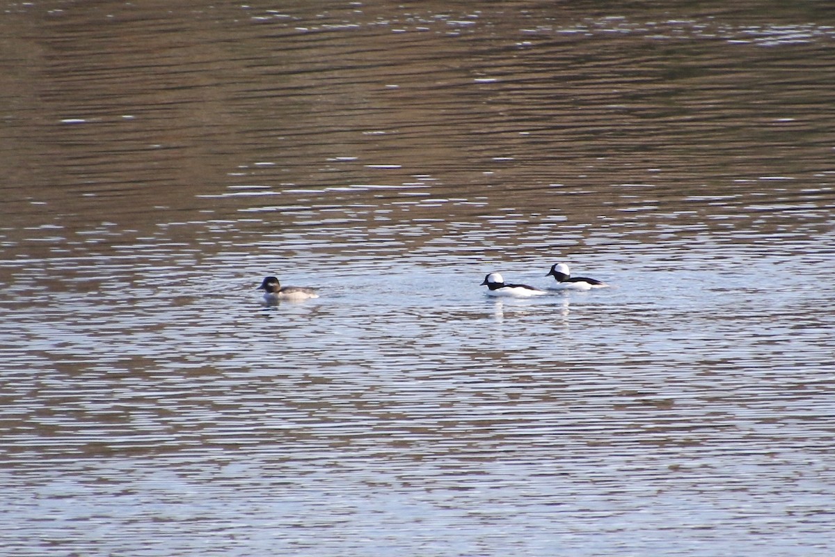 Bufflehead - ML274461211