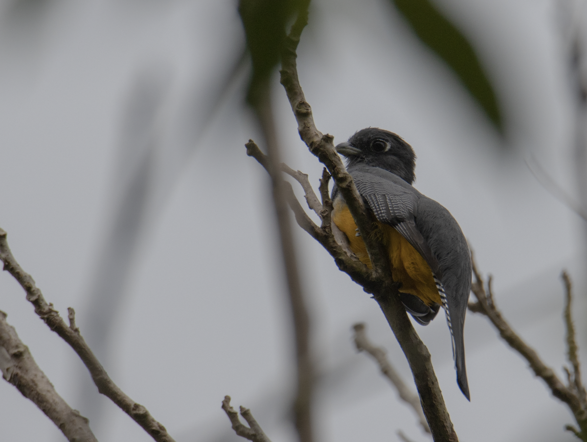 Gartered Trogon - ML274461421