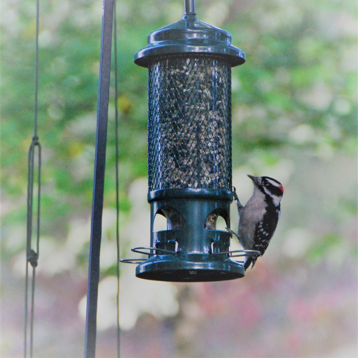 Downy Woodpecker - ML274463621