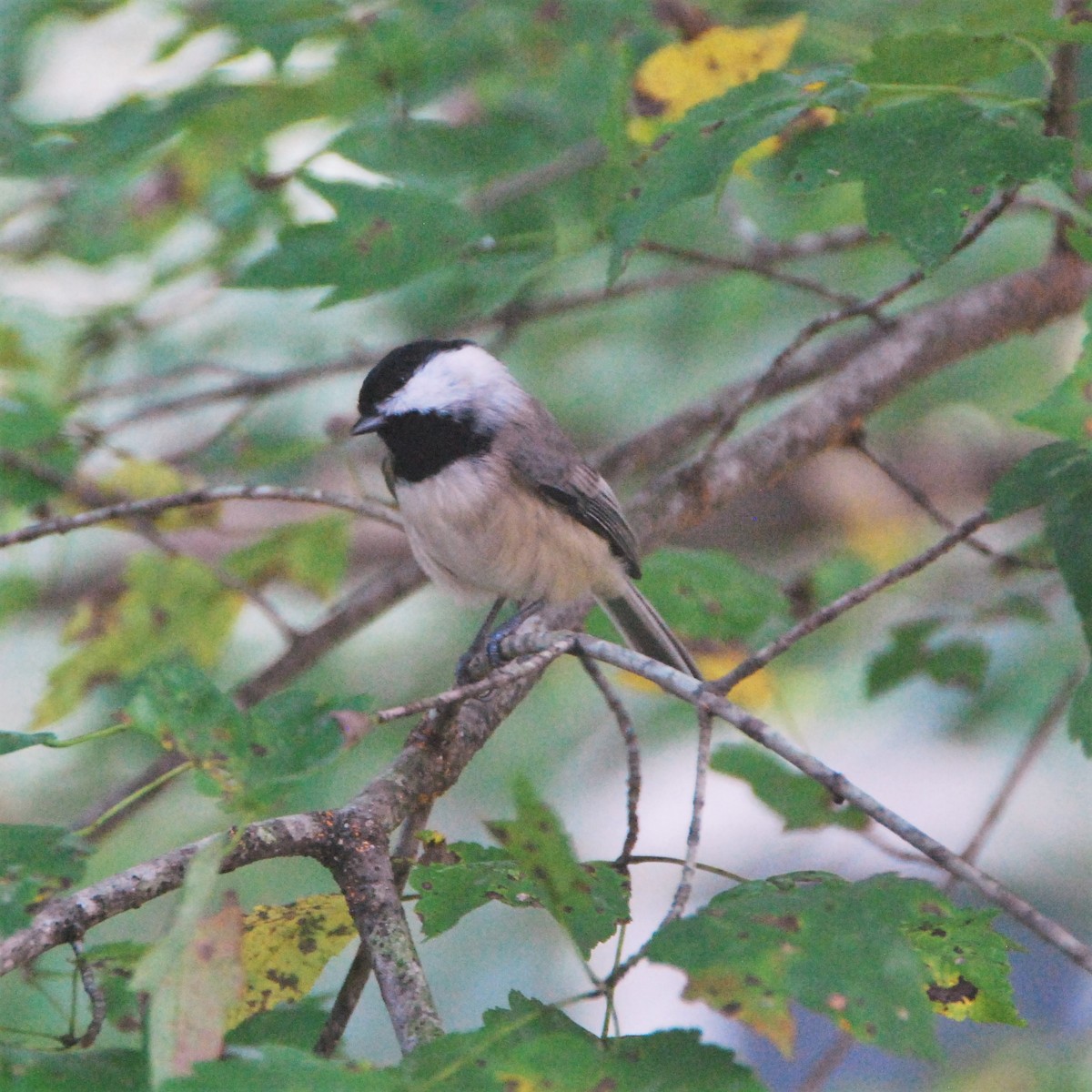 Carolina Chickadee - ML274463961