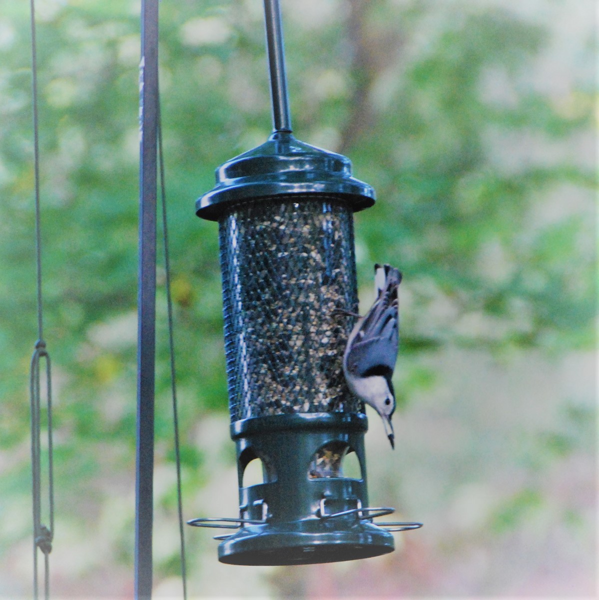 White-breasted Nuthatch - ML274464141