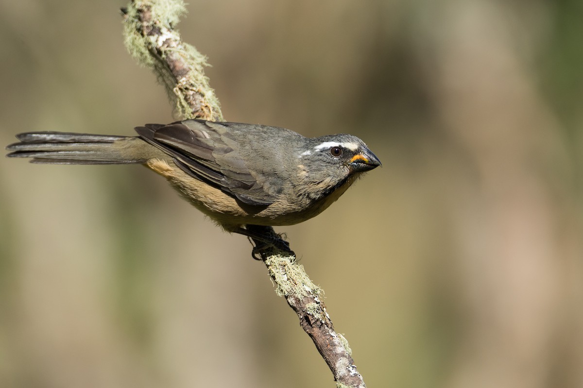 Thick-billed Saltator - ML27446421