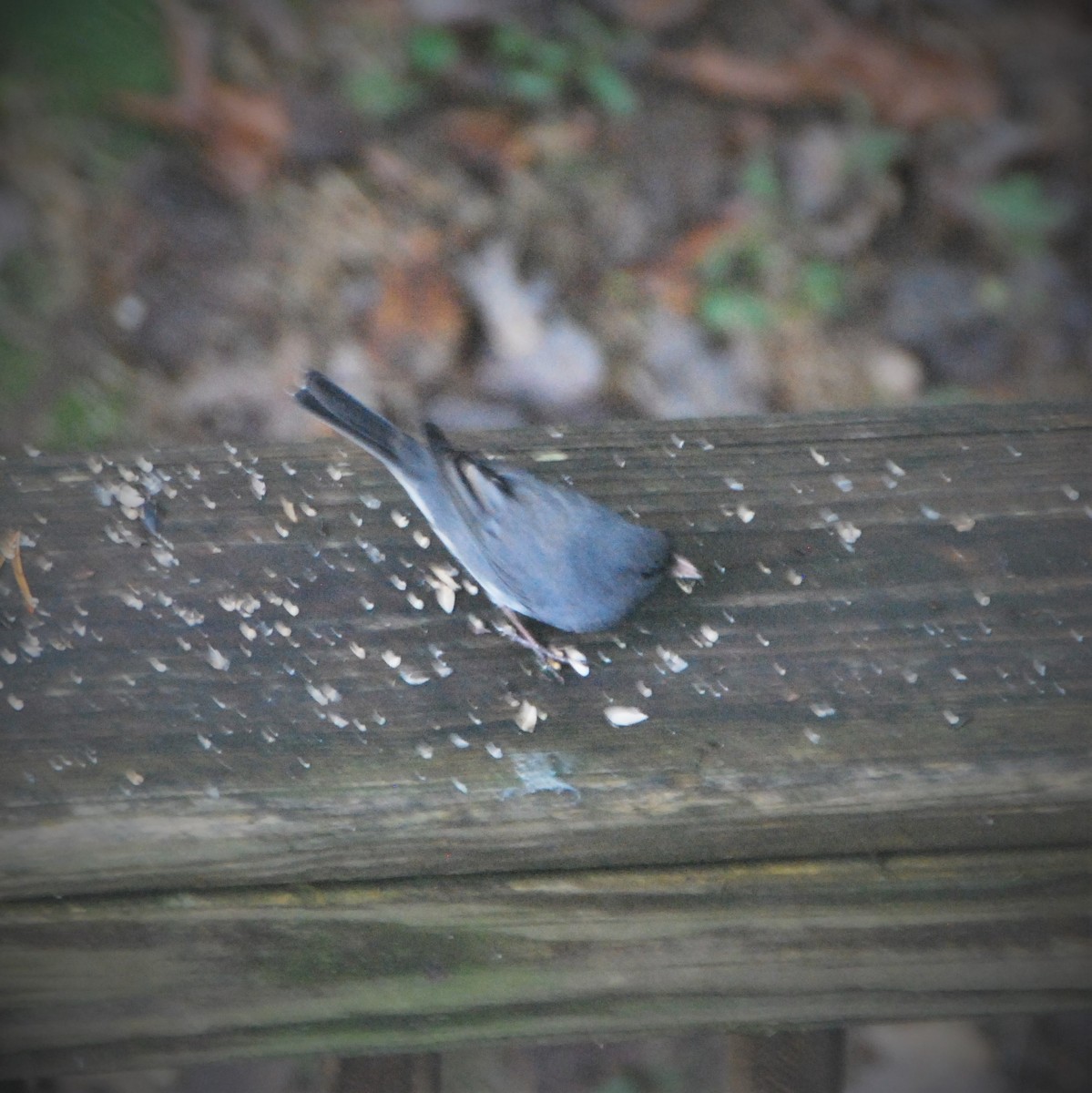 Dark-eyed Junco - ML274464301