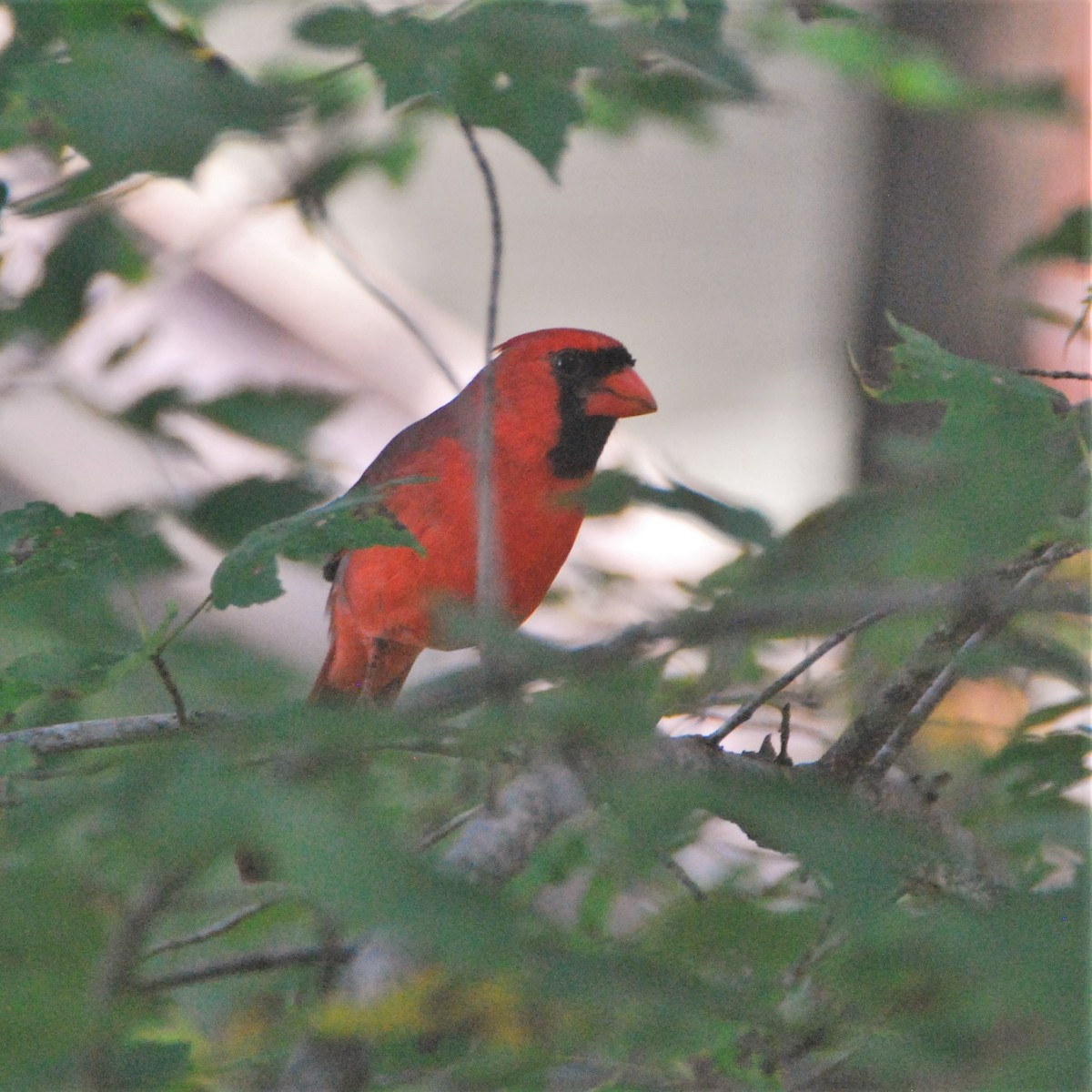 Cardinal rouge - ML274464381