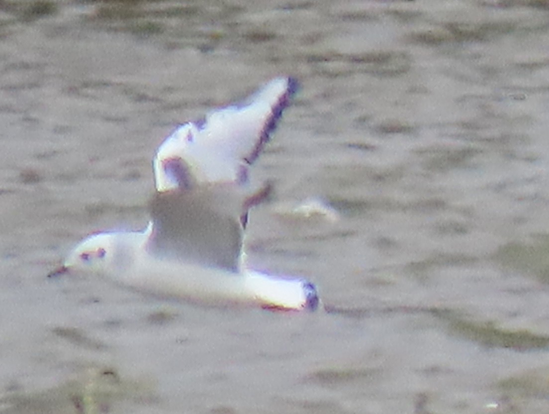 Bonaparte's Gull - Jim Proffitt