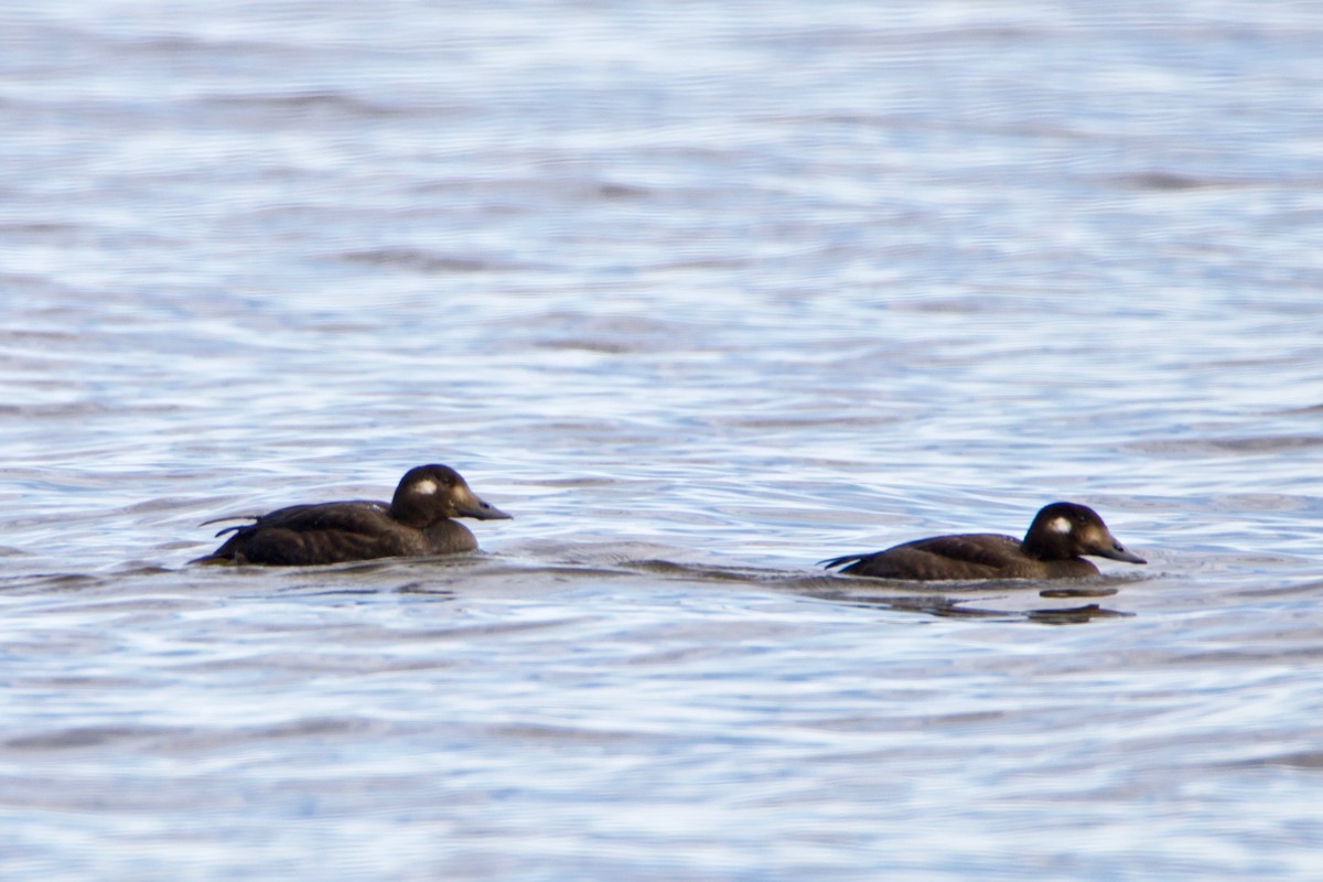 White-winged Scoter - Normand Laplante