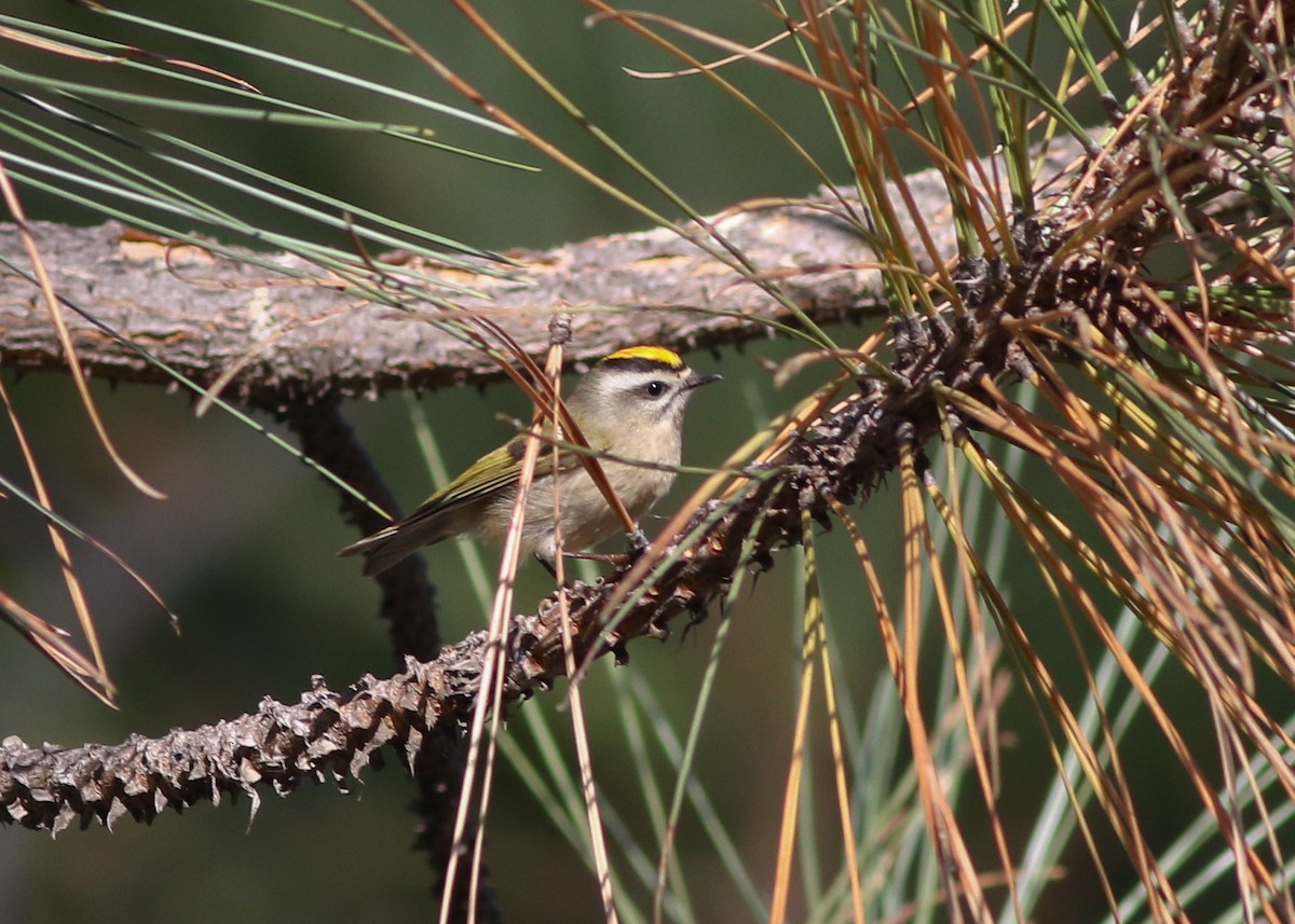 Golden-crowned Kinglet - Zane Pickus