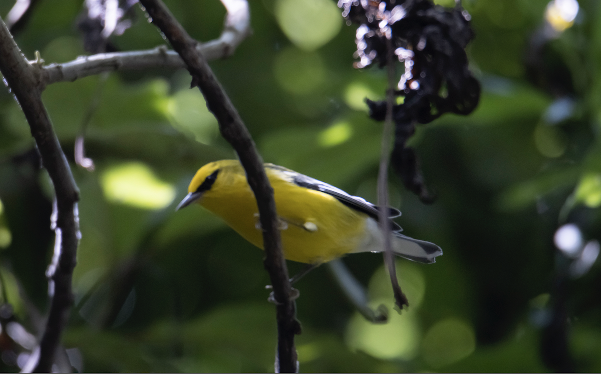 Blue-winged Warbler - ML274467161