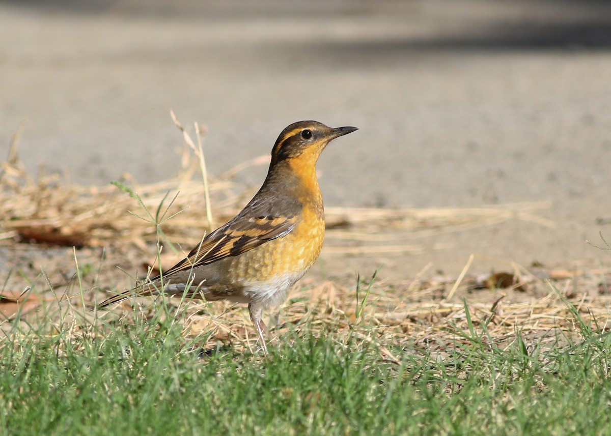 Varied Thrush - ML274467171