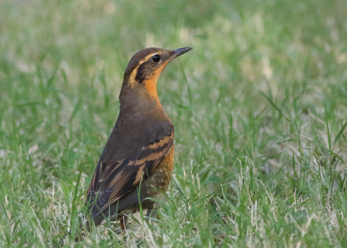 Varied Thrush - Zane Pickus