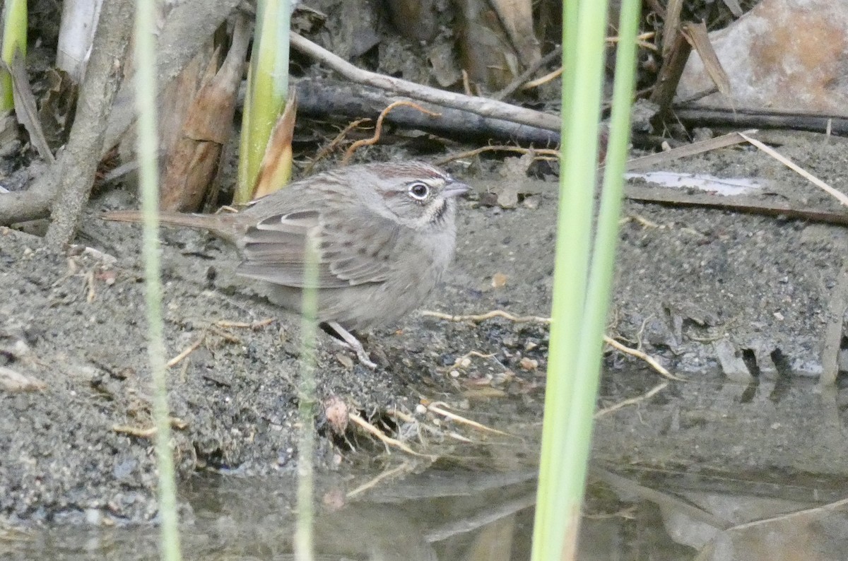 Rufous-crowned Sparrow - ML274469071