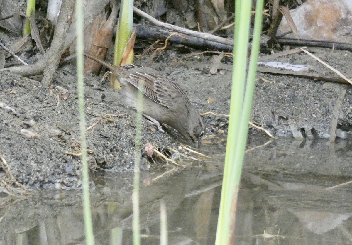 Rufous-crowned Sparrow - ML274469181