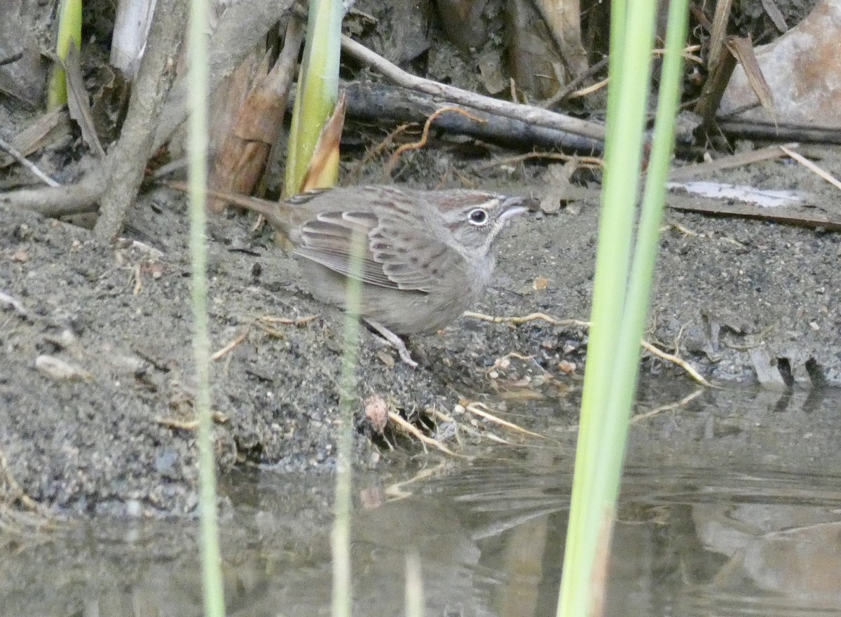 Rufous-crowned Sparrow - ML274469301