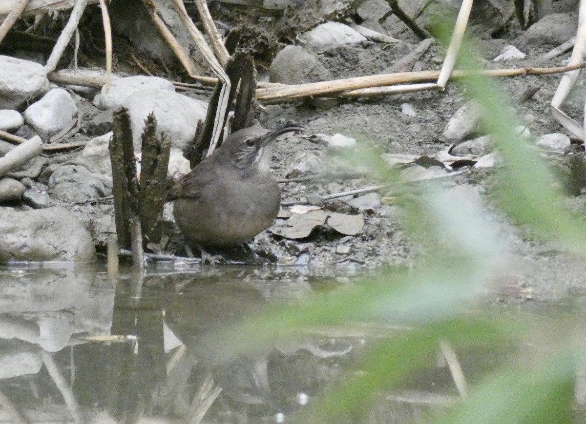 California Thrasher - ML274469651