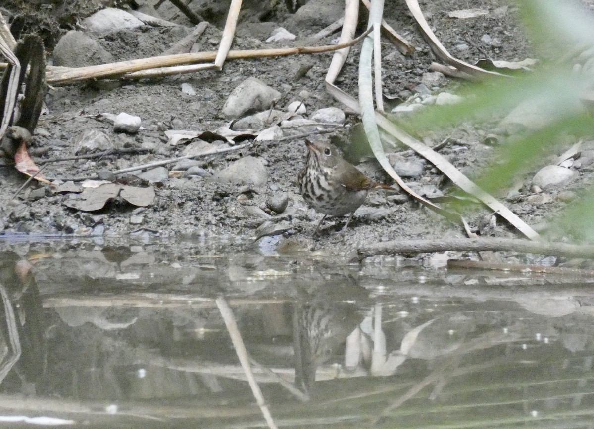 Hermit Thrush - ML274469851