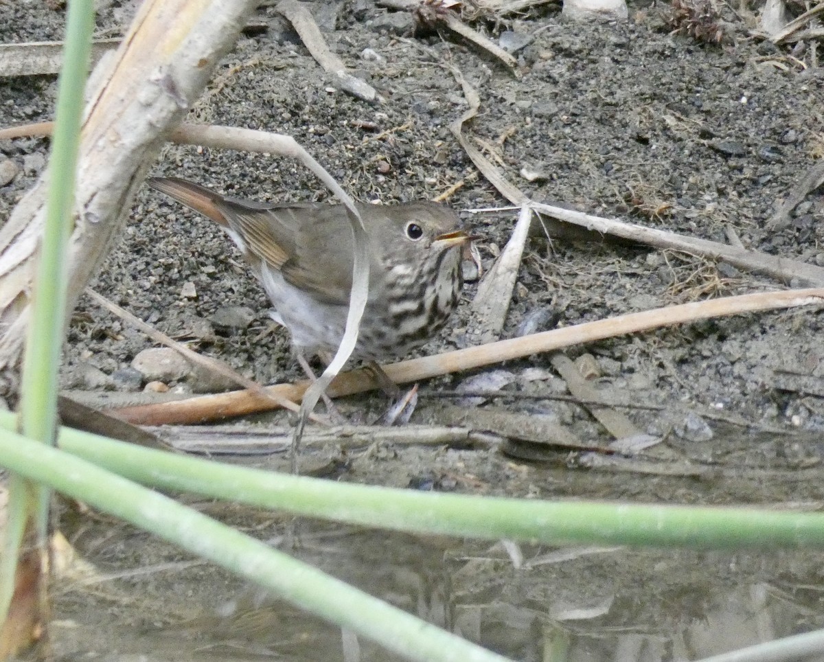 Hermit Thrush - ML274469901