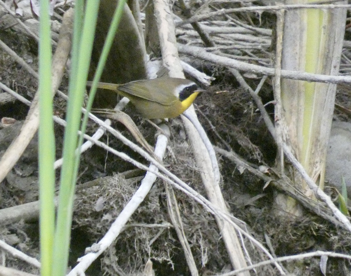 Common Yellowthroat - ML274470051