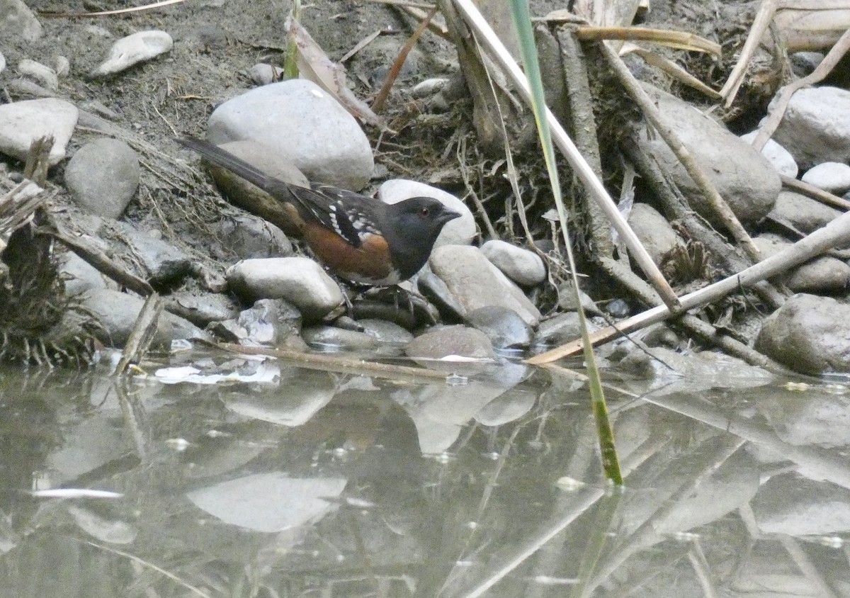 Spotted Towhee - ML274470111