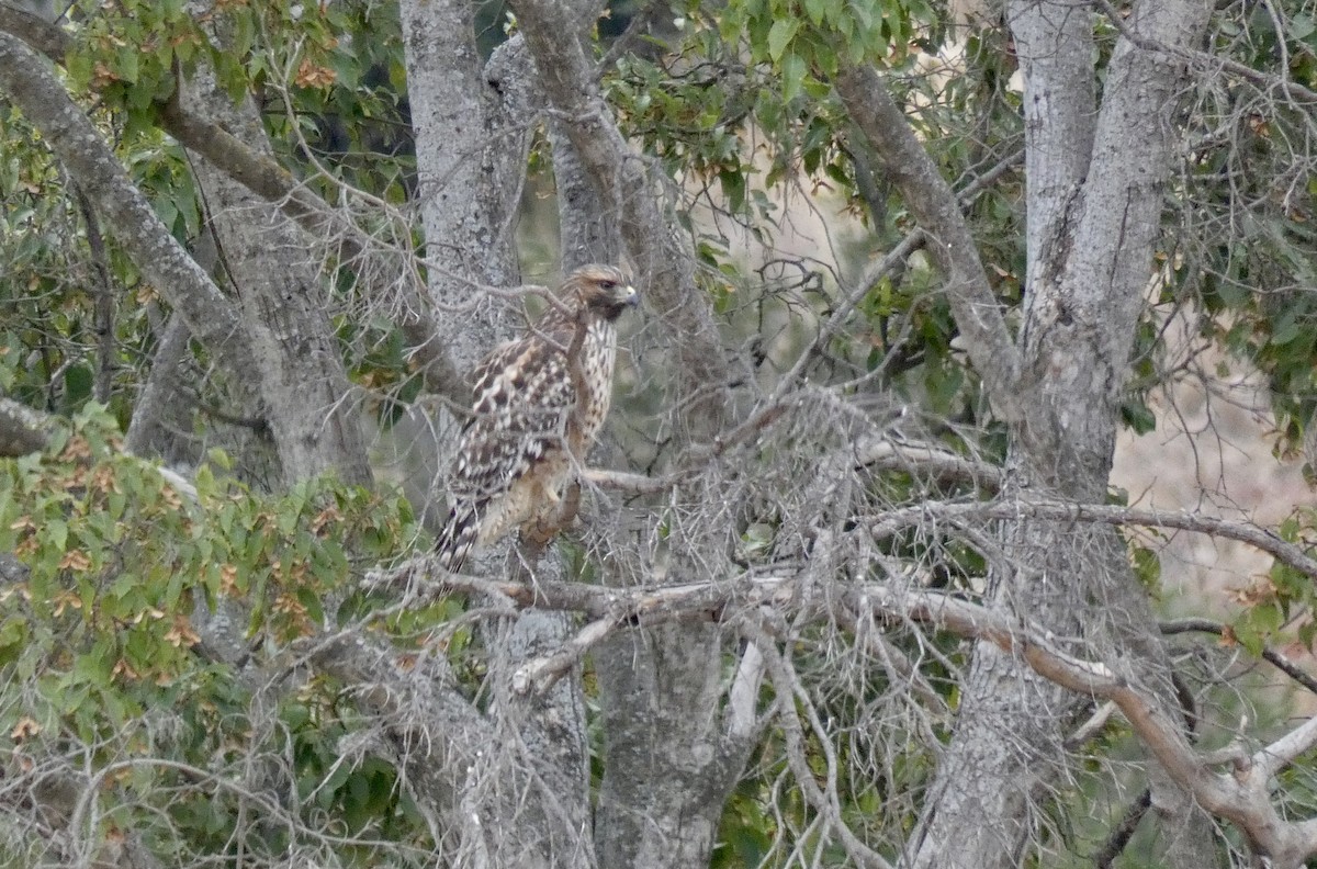 Red-shouldered Hawk - John Callender