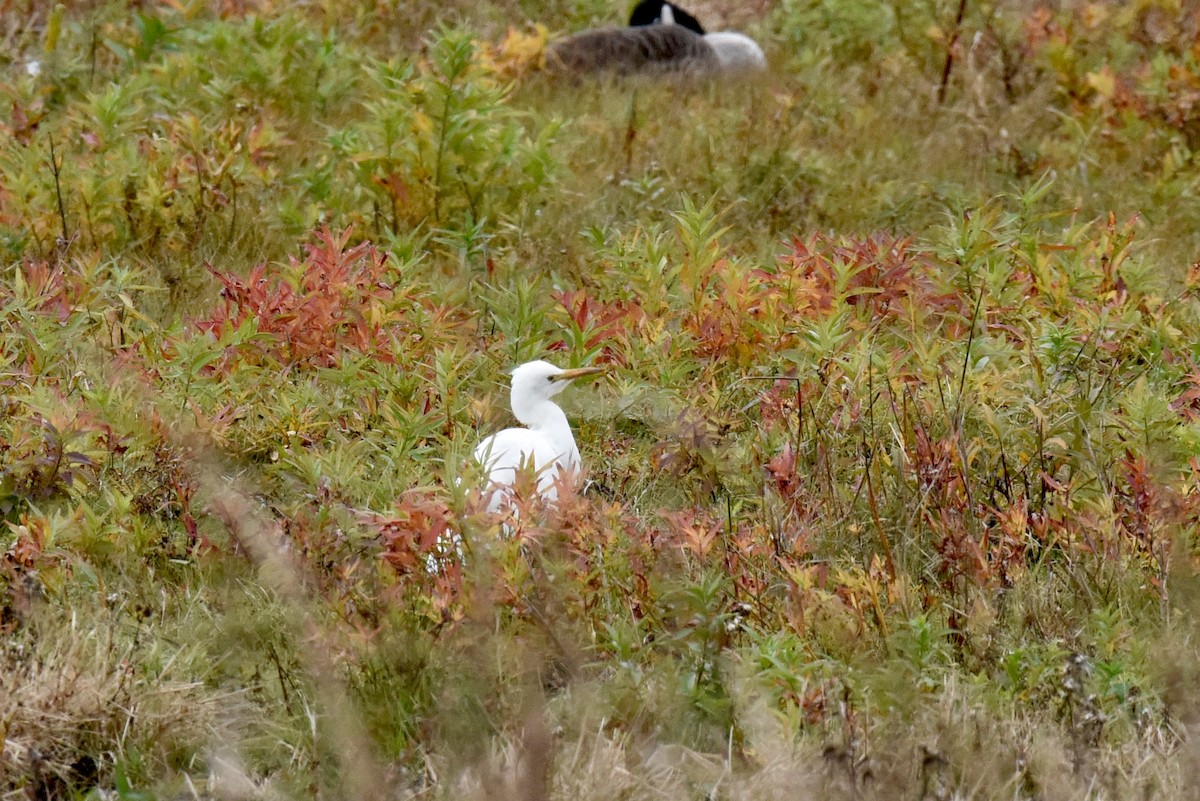 Western Cattle-Egret - Celeste Morien