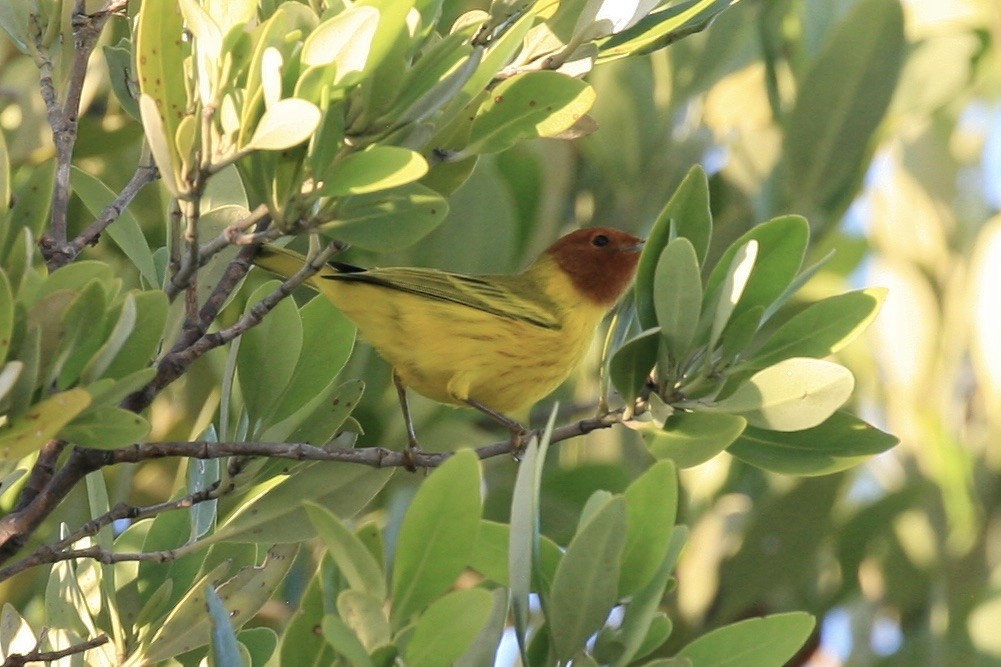 Yellow Warbler (Mangrove) - ML274474611