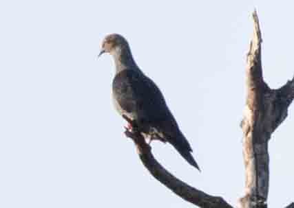 Delegorgue's Pigeon - ML274477951