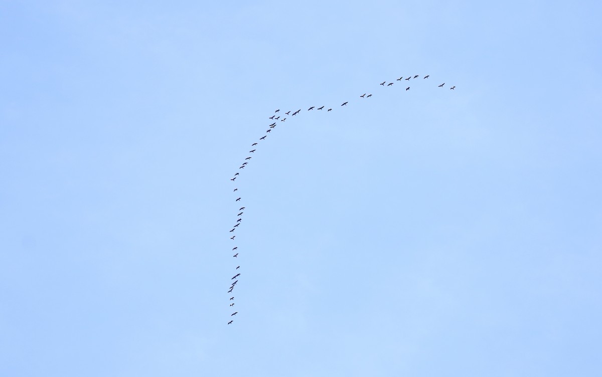 קורמורן אמריקני - ML274478061