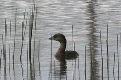 Least Grebe - ML274479131