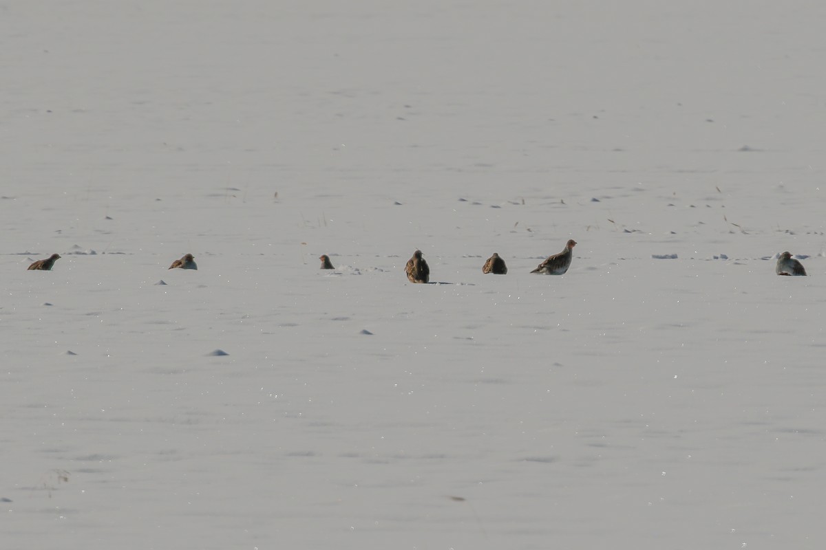 Gray Partridge - ML274481291