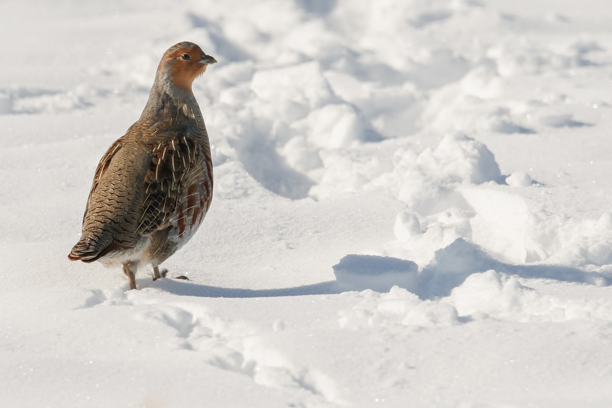 Gray Partridge - ML274481331