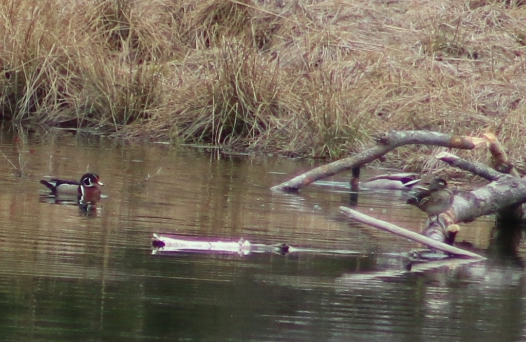 Wood Duck - Grace St. Laurent