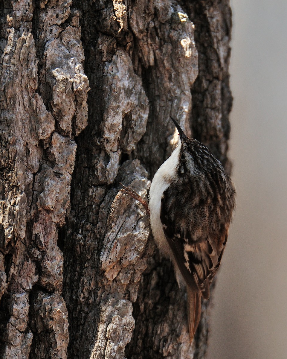 Brown Creeper - ML274483801