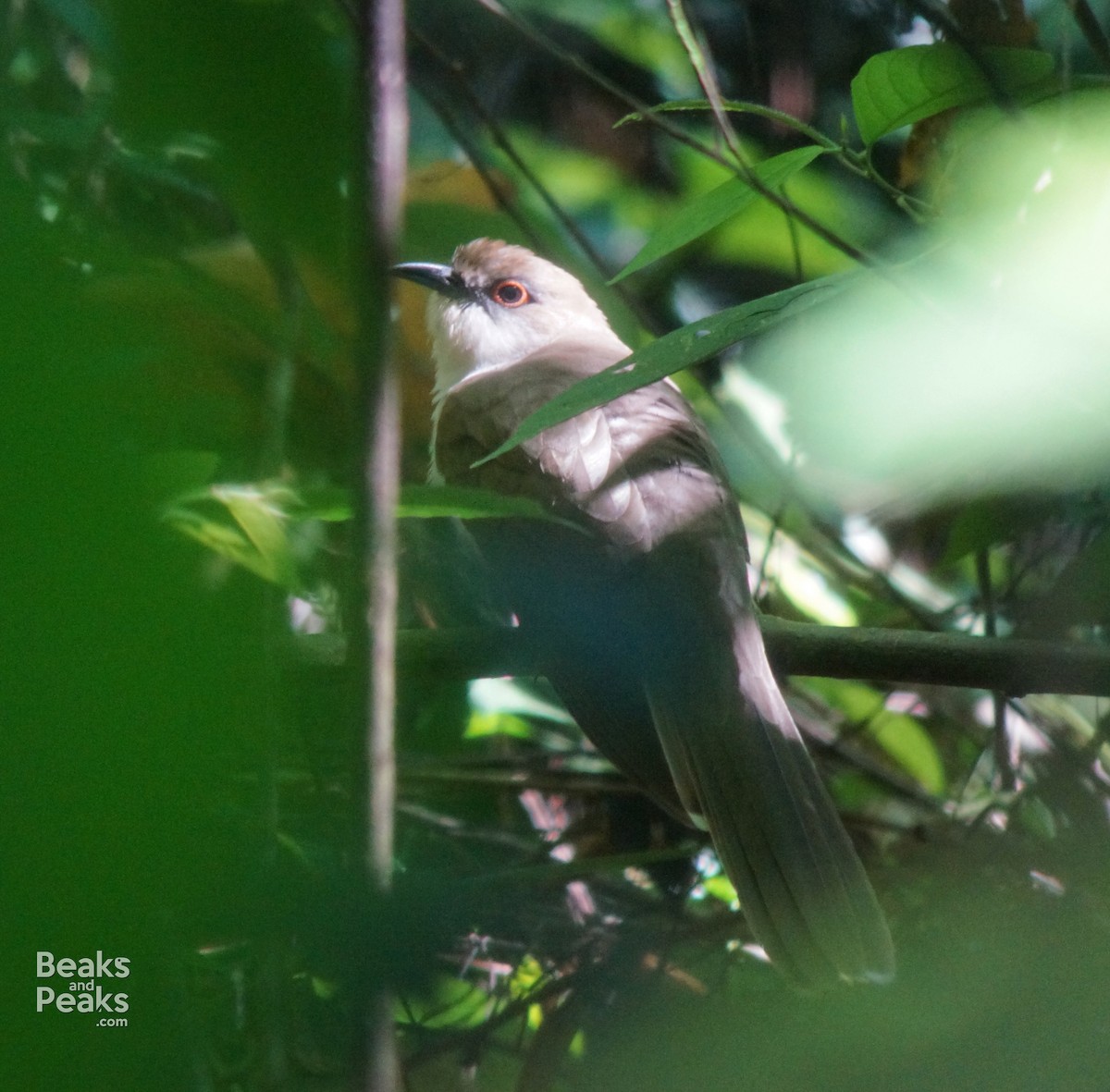 Black-billed Cuckoo - ML27448401