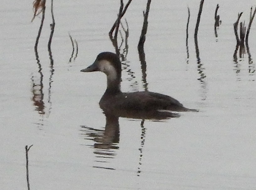 Black Scoter - ML274484011