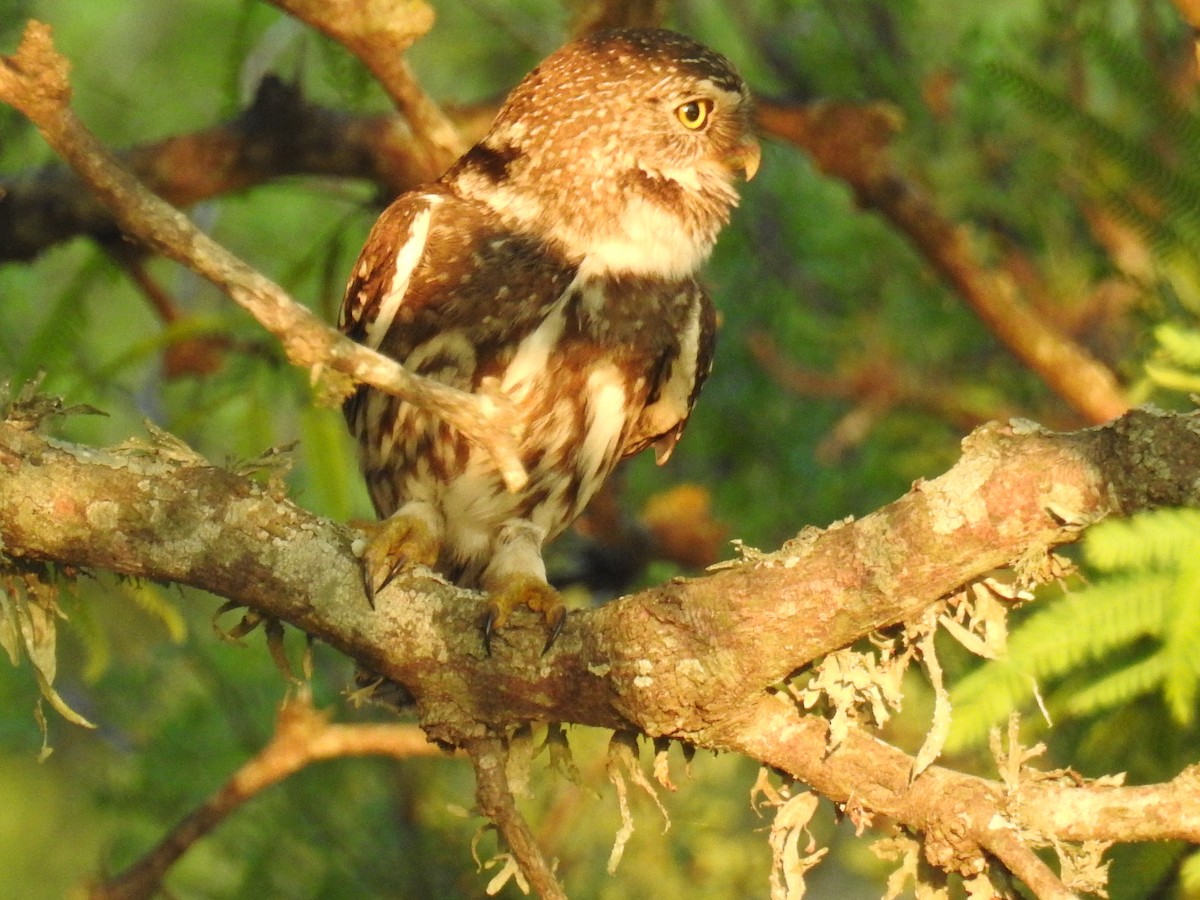 Ferruginous Pygmy-Owl - ML274484121