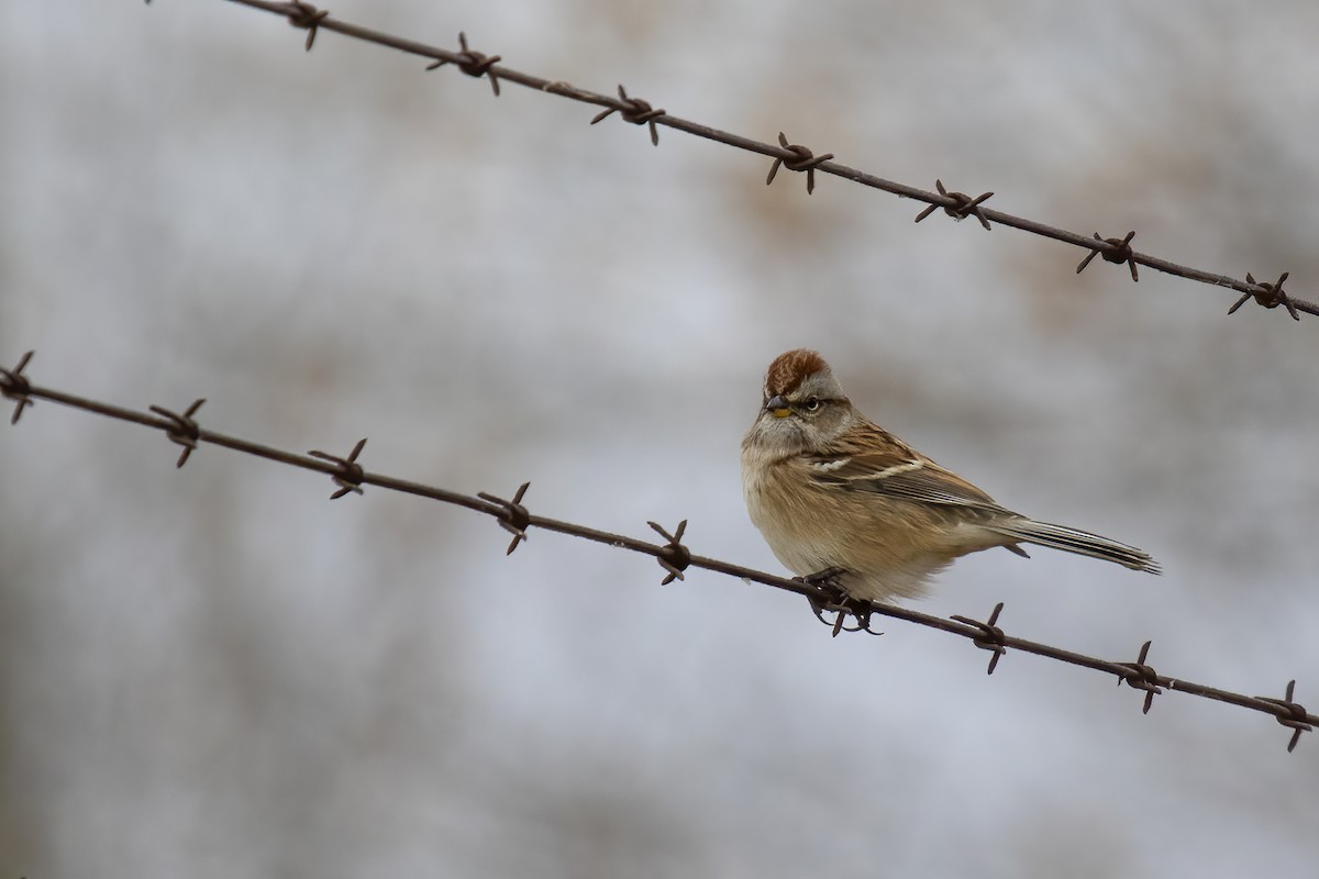 American Tree Sparrow - ML274486691