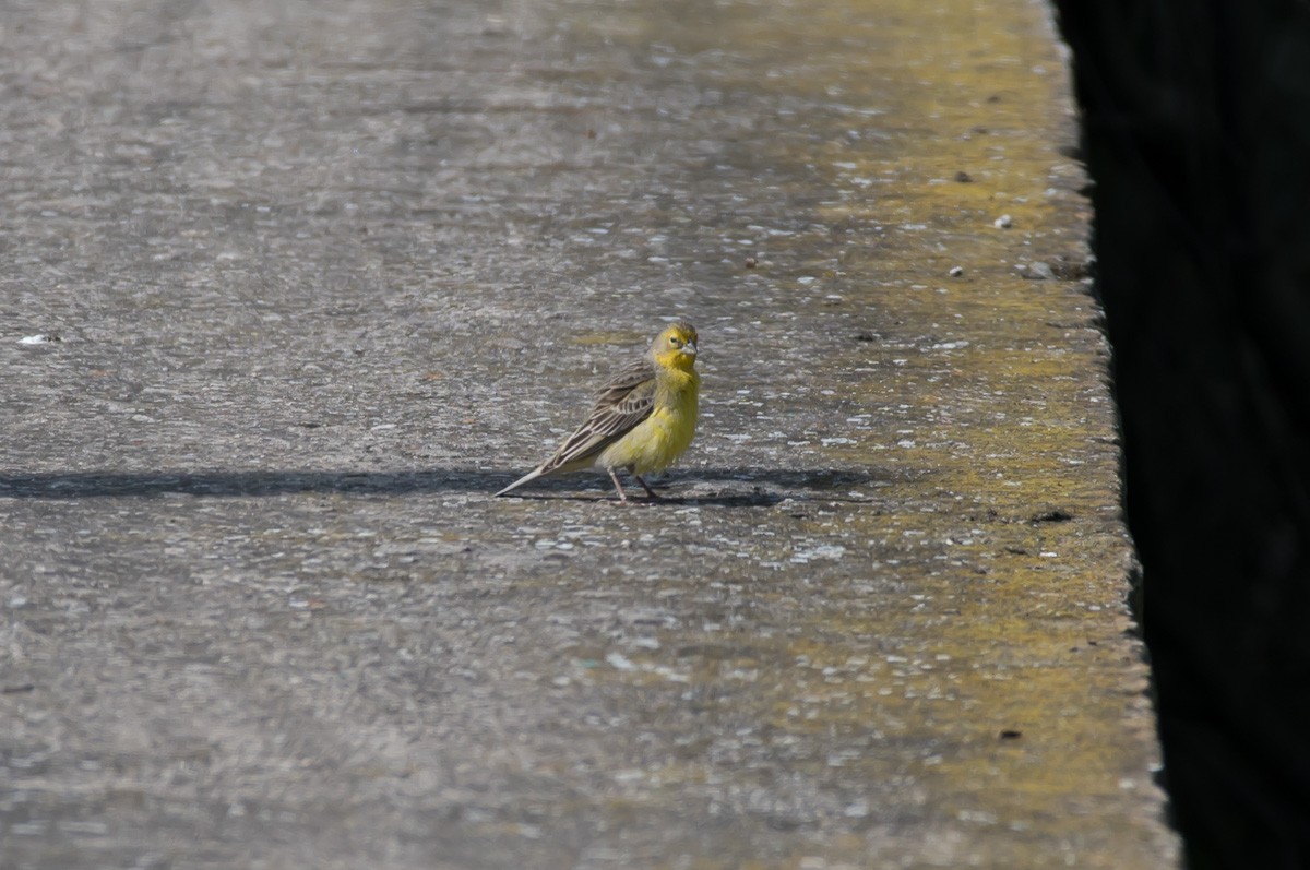 Grassland Yellow-Finch - ML274487691