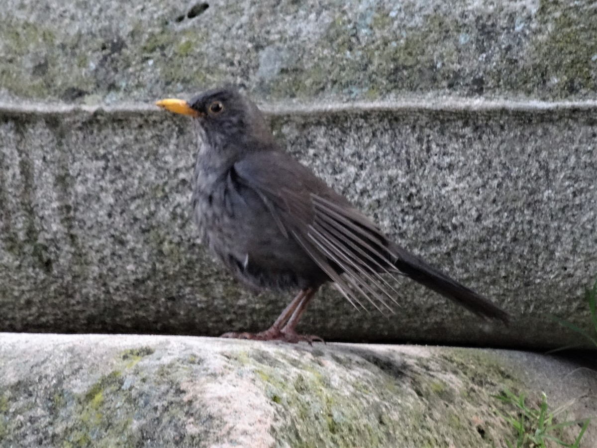 Eurasian Blackbird - ML274488531