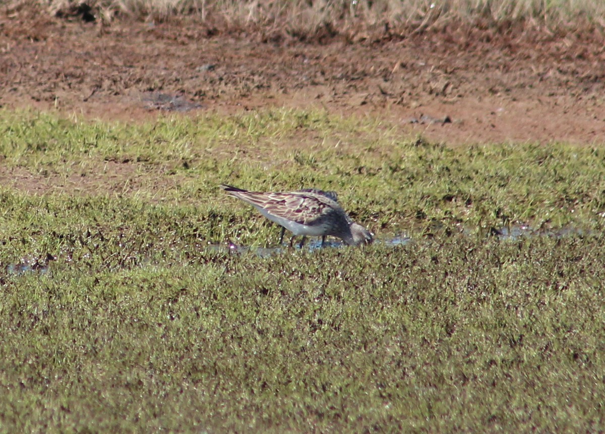 White-rumped Sandpiper - ML274488751