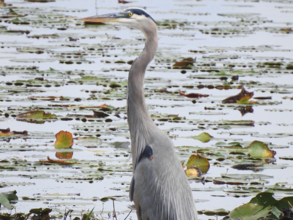 Great Blue Heron - ML274492361