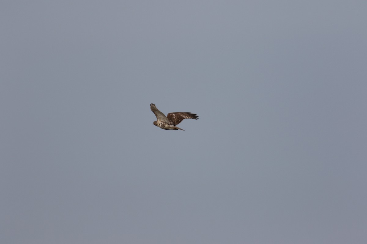 Red-tailed Hawk - ML274494181