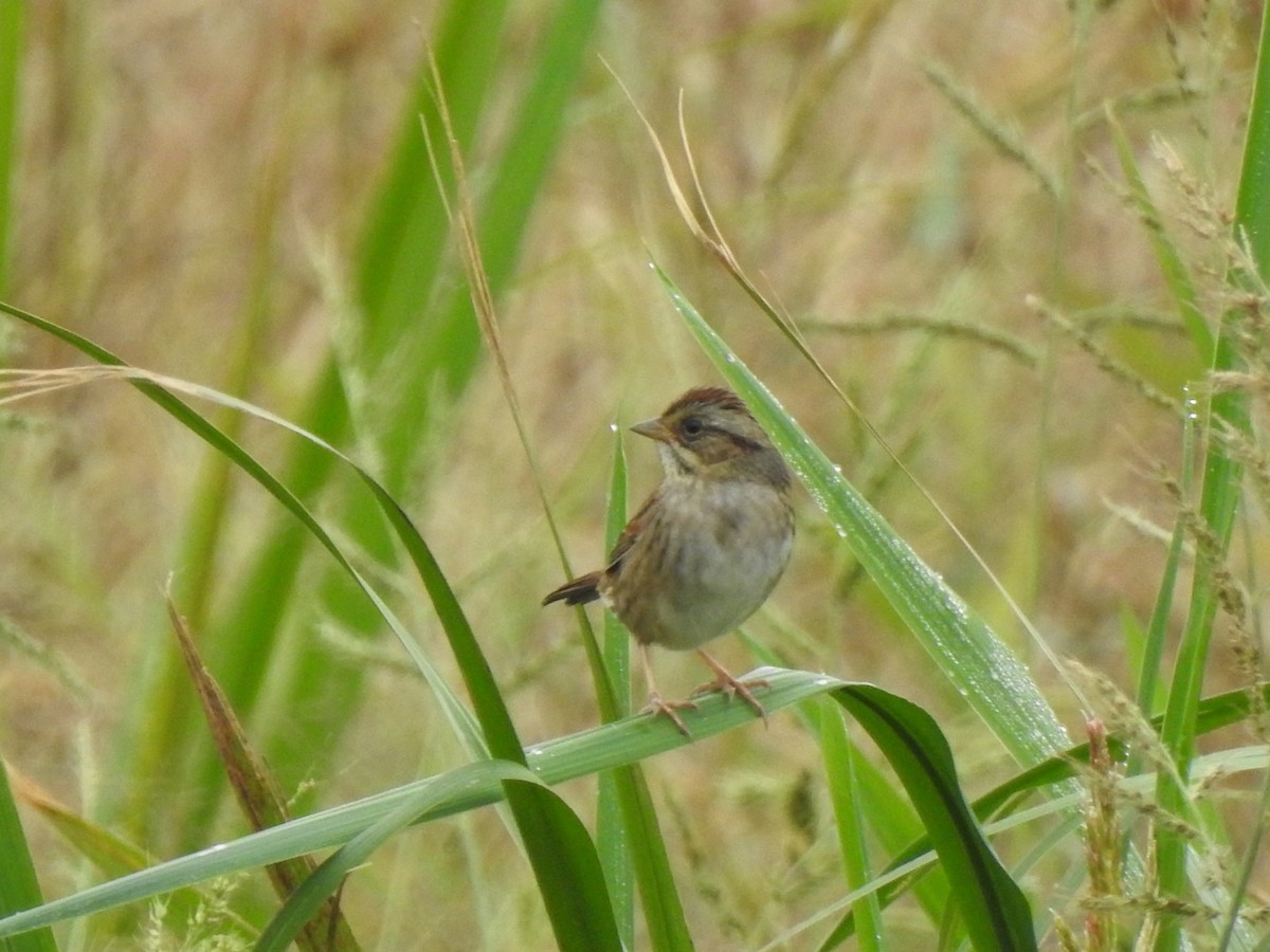 Swamp Sparrow - ML274494271