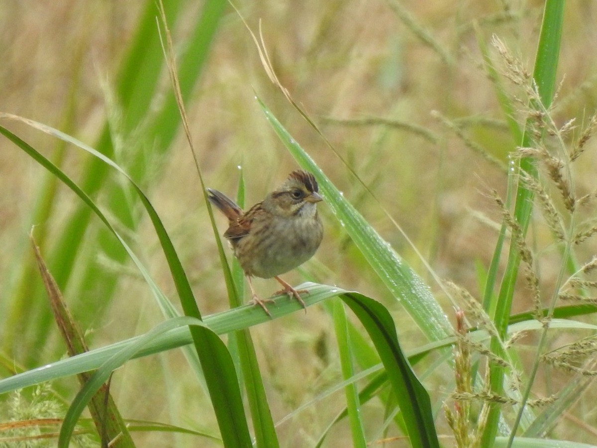 Swamp Sparrow - ML274494281