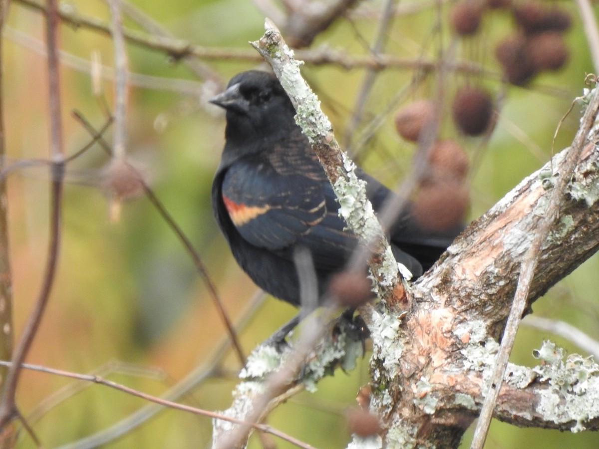 Red-winged Blackbird - Jim Valenzuela