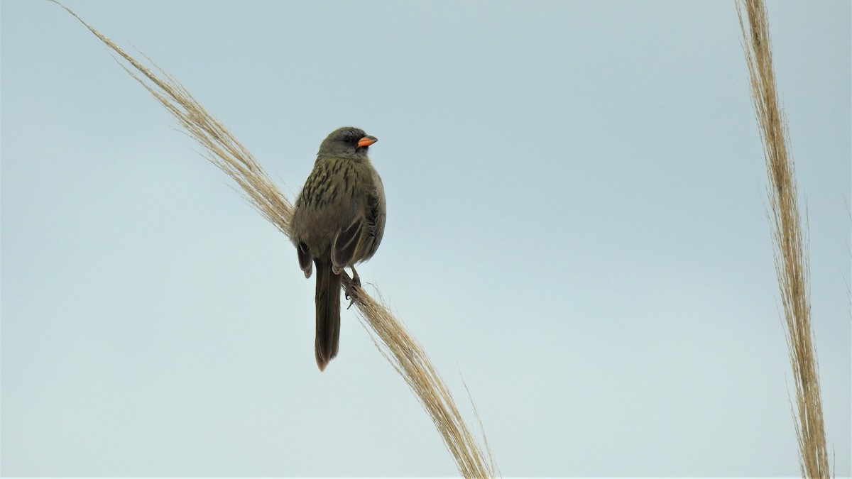 Great Pampa-Finch - Pablo Alejandro Pla