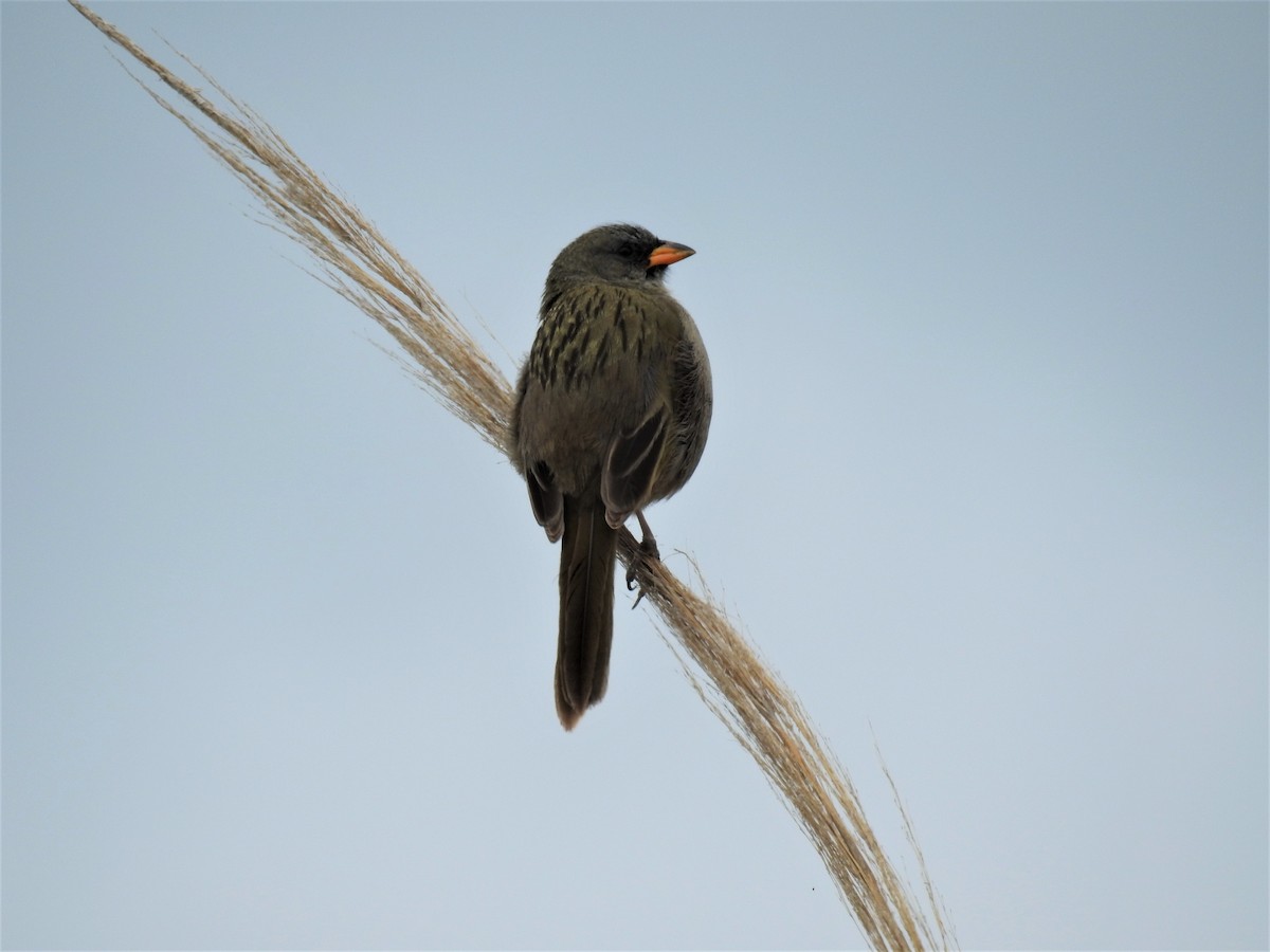 Great Pampa-Finch - Pablo Alejandro Pla