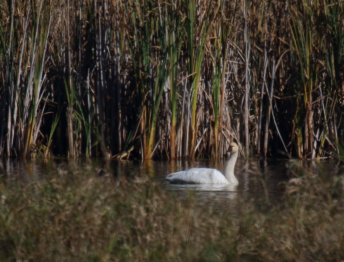 Tundra Swan - Greg Gillson