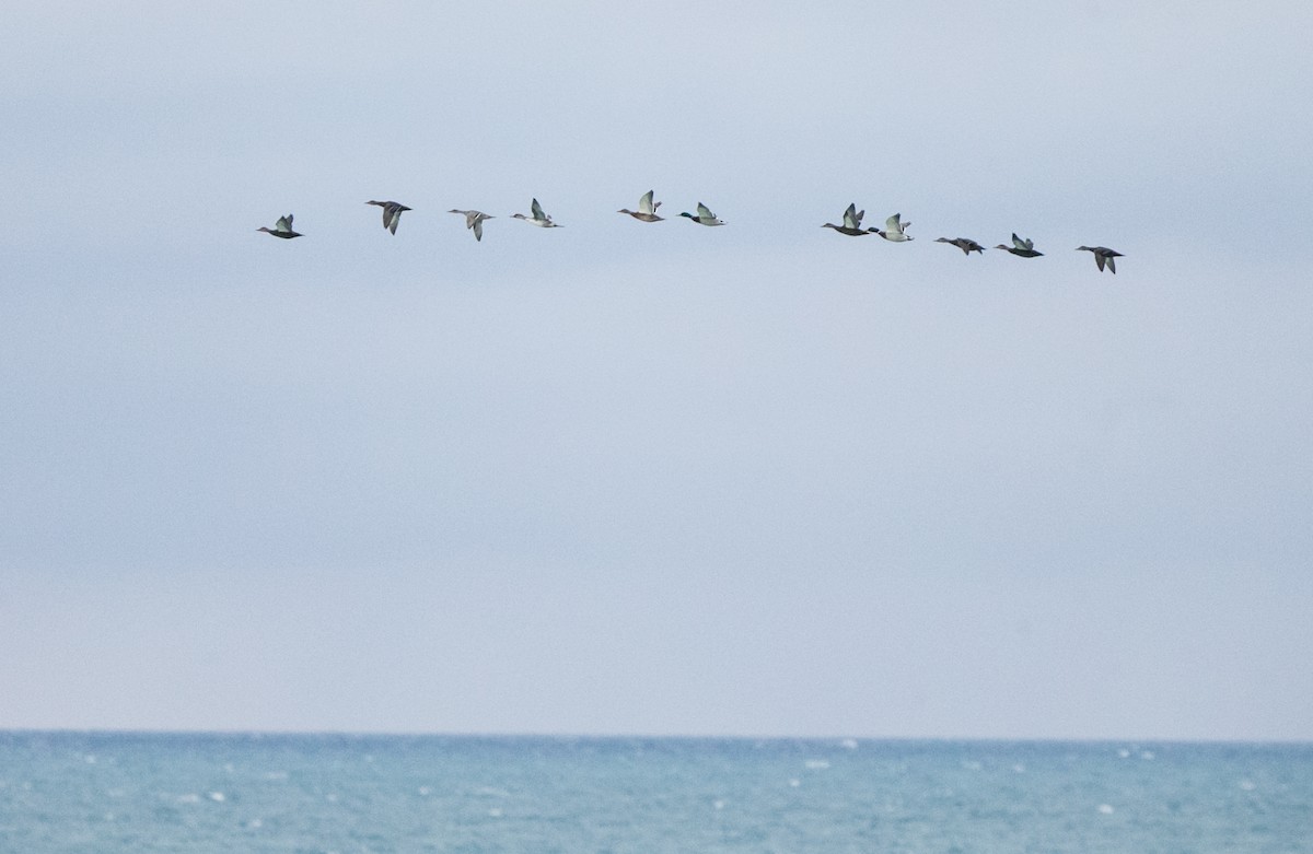 Northern Pintail - Brandon Holden