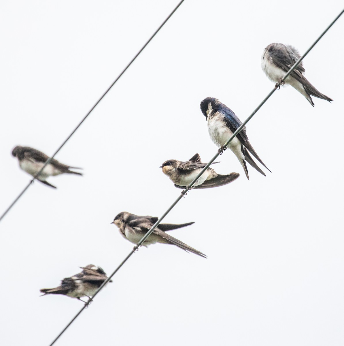 Blue-and-white Swallow - ML274496791