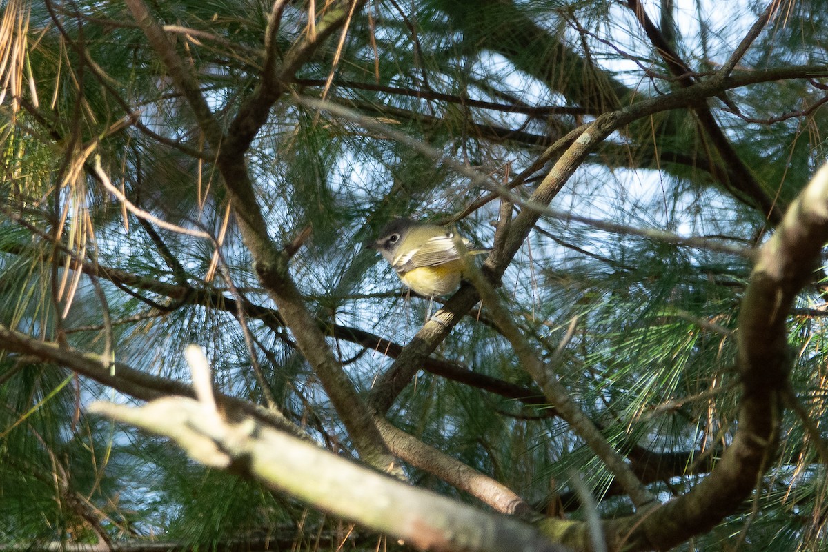 Blue-headed Vireo - ML274496801